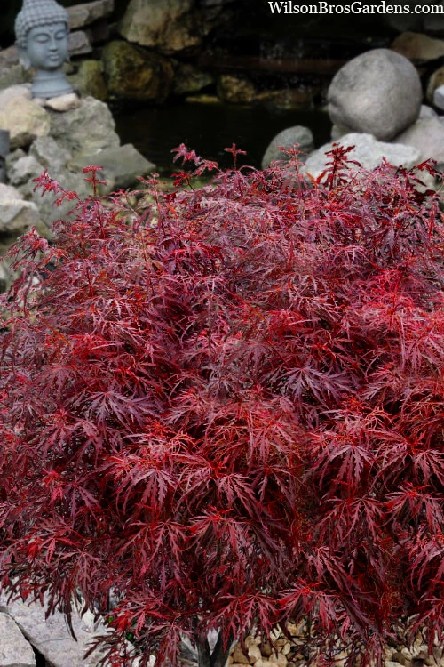 Scarlet Princess Dwarf Japanese Maple (High Graft Tree Form) - 1 Gallon Pot 3 Scarlet Princess Dwarf Japanese Maple (High Graft Tree Form) - 1 Gallon Pot