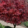 Scarlet Princess Dwarf Japanese Maple - Tree Form - 3 Gallon Pot -Wilson Bros Garden acer palmatum scarlet princess japanese maple tree form 1