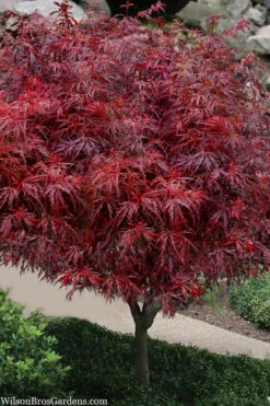 Scarlet Princess Dwarf Japanese Maple - Tree Form - 3 Gallon Pot