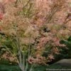 Beni Schichihenge Japanese Maple - 5 Gallon Pot -Wilson Bros Garden acer palmatum schichihenge japanese maple 1
