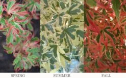 Beni Schichihenge Japanese Maple - 5 Gallon Pot -Wilson Bros Garden acer palmatum schichihenge japanese maple 3