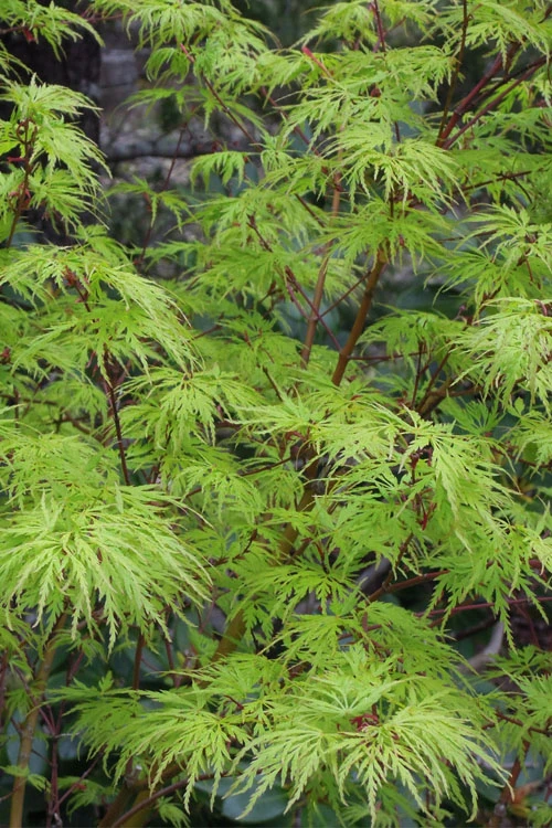 Seiryu Japanese Maple - 2 Gallon Pot (2.5-3') 6 Seiryu Japanese Maple - 2 Gallon Pot (2.5-3') - Image 4