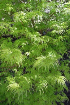 Seiryu Japanese Maple - 3 Gallon Pot (3-4') -Wilson Bros Garden acer palmatum seiryu japanese maple 23 2