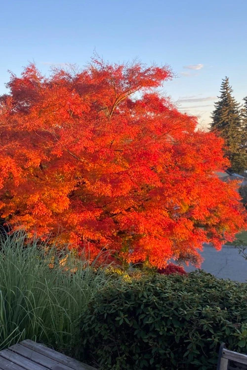 Seiryu Japanese Maple - 1 Gallon Pot (24-30") 9 Seiryu Japanese Maple - 1 Gallon Pot (24-30") - Image 7