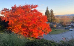 Seiryu Japanese Maple - 1 Gallon Pot (24-30") 25 Seiryu Japanese Maple - 1 Gallon Pot (24-30") -Wilson Bros Garden acer palmatum seiryu japanese maple 25 2