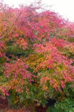 Seiryu Japanese Maple - 1 Gallon Pot -Wilson Bros Garden acer palmatum seiryu japanese maple 28