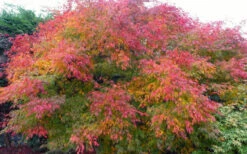 Seiryu Japanese Maple - 1 Gallon Pot -Wilson Bros Garden acer palmatum seiryu japanese maple 29