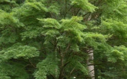 Seiryu Japanese Maple - 1 Gallon Pot -Wilson Bros Garden acer palmatum seiryu japanese maple 30