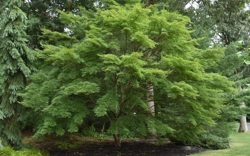 Seiryu Japanese Maple - 2 Gallon Pot (2.5-3') 11 Seiryu Japanese Maple - 2 Gallon Pot (2.5-3') - Image 9