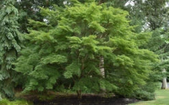 Seiryu Japanese Maple - 1 Gallon Pot (24-30") 23 Seiryu Japanese Maple - 1 Gallon Pot (24-30") -Wilson Bros Garden acer palmatum seiryu japanese maple 31 3