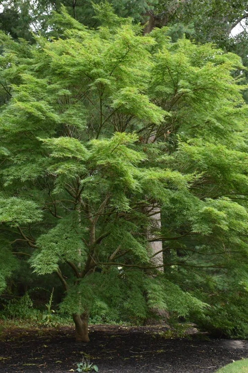 Seiryu Japanese Maple - 1 Gallon Pot (24-30") 3 Seiryu Japanese Maple - 1 Gallon Pot (24-30")