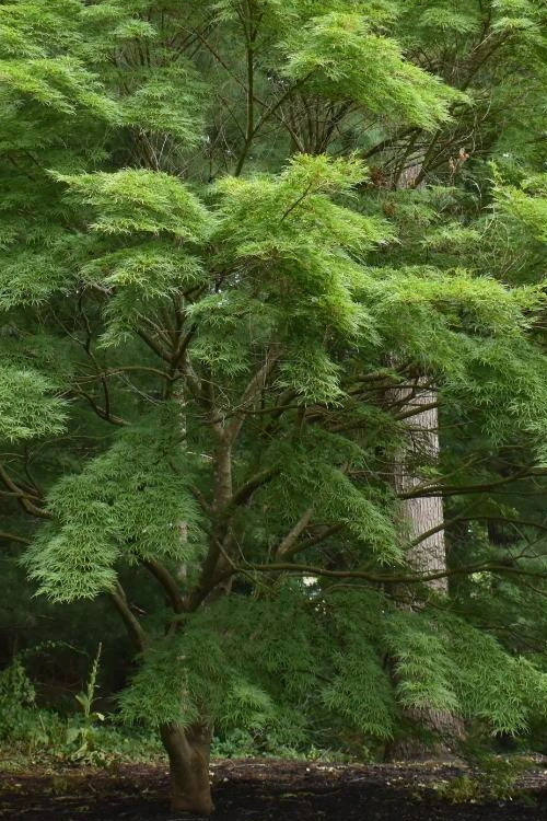 Seiryu Japanese Maple - 2 Gallon Pot (2.5-3') 12 Seiryu Japanese Maple - 2 Gallon Pot (2.5-3') - Image 10