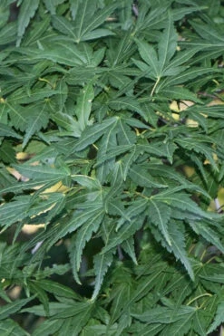 Seiun Kaku Japanese Maple - 2 Gallon Pot -Wilson Bros Garden acer palmatum seiun kaku japanese maple 11 1