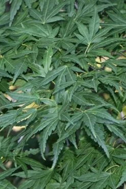 Seiun Kaku Japanese Maple - 3 Gallon Pot -Wilson Bros Garden acer palmatum seiun kaku japanese maple 11