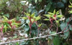 Seiun Kaku Japanese Maple - 3 Gallon Pot -Wilson Bros Garden acer palmatum seiun kaku japanese maple 3