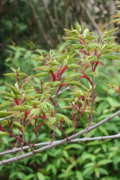 Seiun Kaku Japanese Maple - 1 Gallon Pot -Wilson Bros Garden acer palmatum seiun kaku japanese maple 4 2
