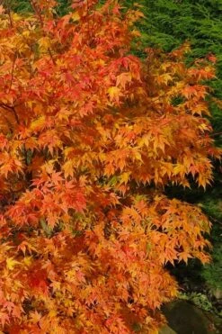 Sekka Yatsubusa Japanese Maple - 3 Gallon Pot 14 Sekka Yatsubusa Japanese Maple - 3 Gallon Pot -Wilson Bros Garden acer palmatum sekka yatsubusa japanese maple 3