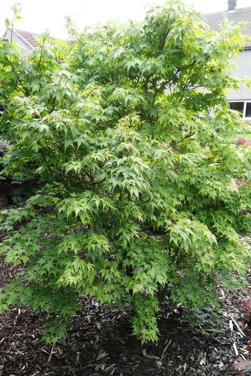 Sekka Yatsubusa Japanese Maple - 3 Gallon Pot 7 Sekka Yatsubusa Japanese Maple - 3 Gallon Pot - Image 5