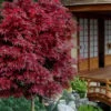 Shaina Dwarf Red Japanese Maple (Single Trunk / Standard) - 2 Gallon Pot -Wilson Bros Garden acer palmatum shaina japanese maple 11 8