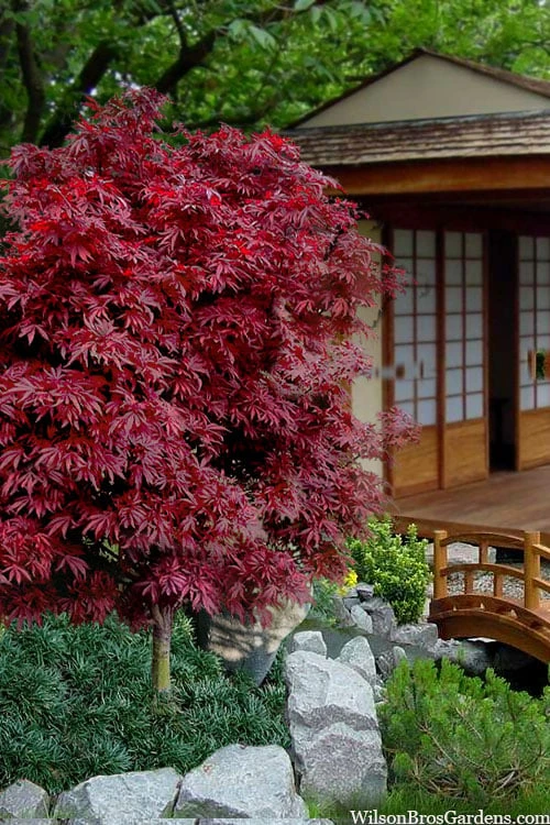 Shaina Dwarf Red Japanese Maple (Single Trunk / Standard) - 2 Gallon Pot 3 Shaina Dwarf Red Japanese Maple (Single Trunk / Standard) - 2 Gallon Pot