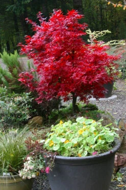 Shaina Dwarf Red Japanese Maple (Single Trunk Tree Form) - 2 Gallon Pot -Wilson Bros Garden acer palmatum shaina japanese maple 12 10