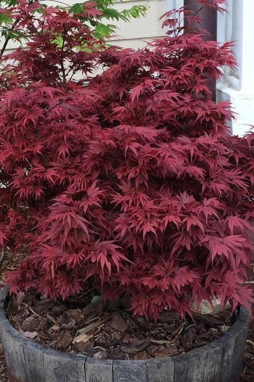 Shaina Dwarf Red Japanese Maple - 3 Gallon Pot 3 Shaina Dwarf Red Japanese Maple - 3 Gallon Pot