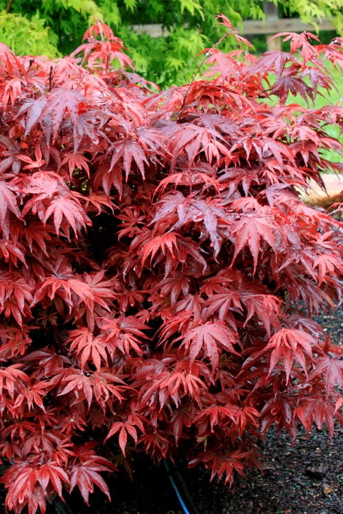 Shaina Dwarf Red Japanese Maple - 3 Gallon Pot 7 Shaina Dwarf Red Japanese Maple - 3 Gallon Pot - Image 5
