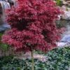 Shaina Dwarf Red Japanese Maple (Single Trunk Tree Form) - 2 Gallon Pot 1 Shaina Dwarf Red Japanese Maple (Single Trunk Tree Form) - 2 Gallon Pot -Wilson Bros Garden acer palmatum shaina single trunk high graft 2 2