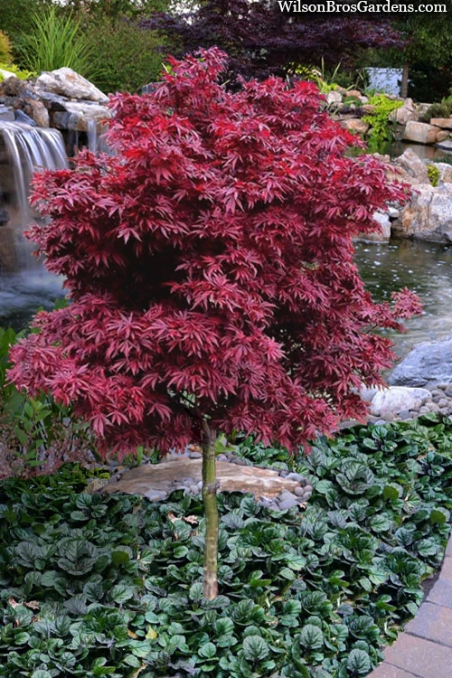 Shaina Dwarf Red Japanese Maple (Single Trunk Tree Form) - 3 Gallon Pot 3 Shaina Dwarf Red Japanese Maple (Single Trunk Tree Form) - 3 Gallon Pot