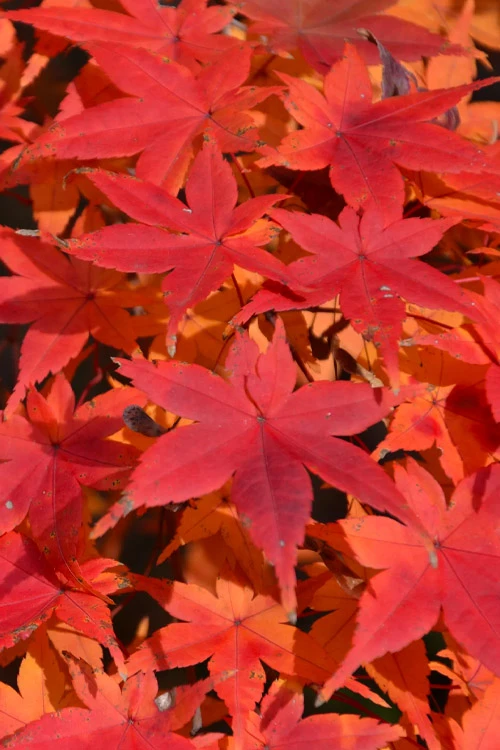 Shindeshojo Japanese Maple - 5 Gallon Pot (5-6') 13 Shindeshojo Japanese Maple - 5 Gallon Pot (5-6') - Image 11
