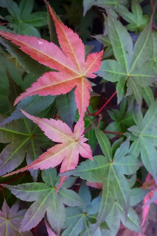 Shindeshojo Japanese Maple - 5 Gallon Pot (5-6') 10 Shindeshojo Japanese Maple - 5 Gallon Pot (5-6') - Image 8