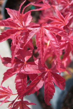 Shindeshojo Japanese Maple - 5 Gallon Pot (5-6') 18 Shindeshojo Japanese Maple - 5 Gallon Pot (5-6') -Wilson Bros Garden acer palmatum shindeshojo japanese maple 2