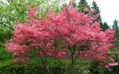 Shindeshojo Japanese Maple - 5 Gallon Pot (3-4') -Wilson Bros Garden acer palmatum shindeshojo japanese maple 3 2