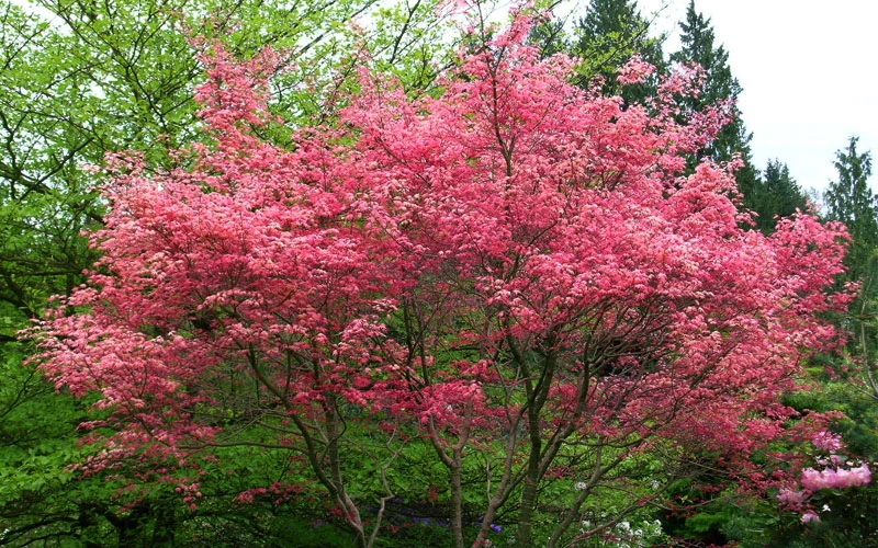 Shindeshojo Japanese Maple - 5 Gallon Pot (5-6') 7 Shindeshojo Japanese Maple - 5 Gallon Pot (5-6') - Image 5