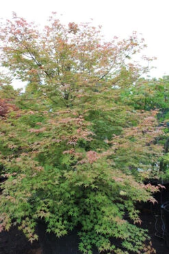 Shindeshojo Japanese Maple - 5 Gallon Pot (5-6') 19 Shindeshojo Japanese Maple - 5 Gallon Pot (5-6') -Wilson Bros Garden acer palmatum shindeshojo japanese maple 6