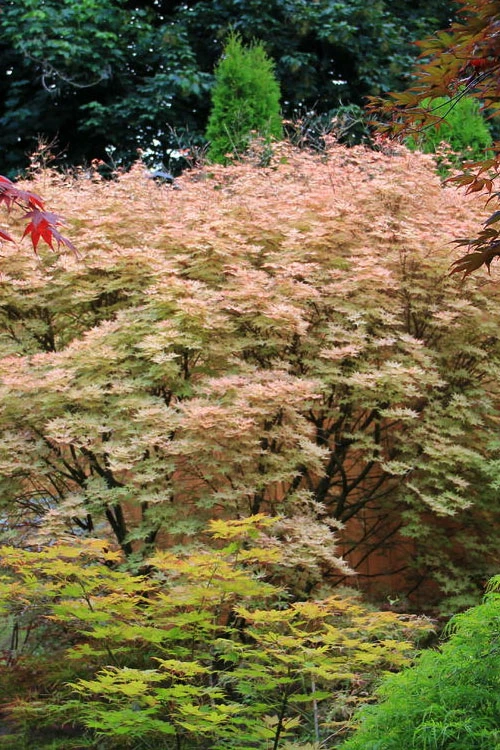 Shindeshojo Japanese Maple - 5 Gallon Pot (5-6') 11 Shindeshojo Japanese Maple - 5 Gallon Pot (5-6') - Image 9