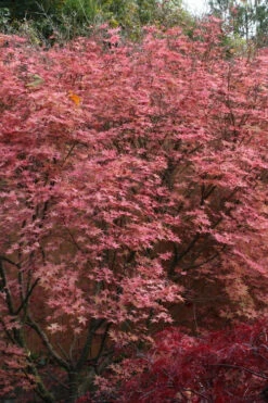 Shindeshojo Japanese Maple - 5 Gallon Pot (5-6') 22 Shindeshojo Japanese Maple - 5 Gallon Pot (5-6') -Wilson Bros Garden acer palmatum shindeshojo japanese maple 8