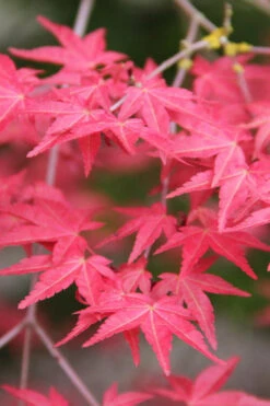 Shindeshojo Japanese Maple - 5 Gallon Pot (3-4') -Wilson Bros Garden acer palmatum shindeshojo japanese maple 9 2