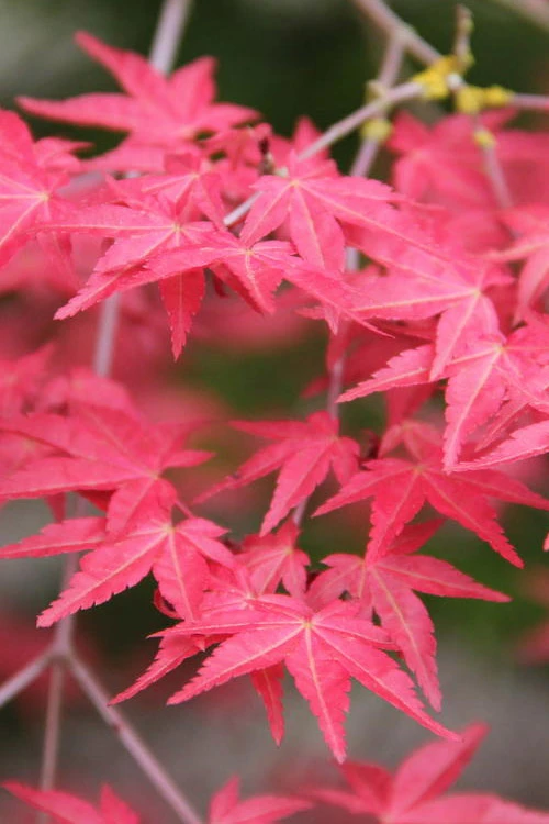 Shindeshojo Japanese Maple - 5 Gallon Pot (5-6') 6 Shindeshojo Japanese Maple - 5 Gallon Pot (5-6') - Image 4
