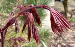 Trompenburg Japanese Maple - 5 Gallon Pot 18 Trompenburg Japanese Maple - 5 Gallon Pot -Wilson Bros Garden acer palmatum shirasawanum trompenburg japanese maple 1