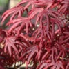 Trompenburg Japanese Maple - 5 Gallon Pot 1 Trompenburg Japanese Maple - 5 Gallon Pot -Wilson Bros Garden acer palmatum shirasawanum trompenburg japanese maple 11