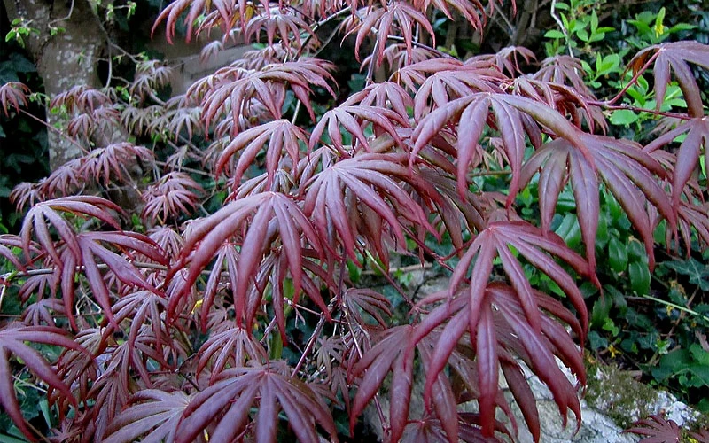 Trompenburg Japanese Maple - 5 Gallon Pot 11 Trompenburg Japanese Maple - 5 Gallon Pot - Image 9