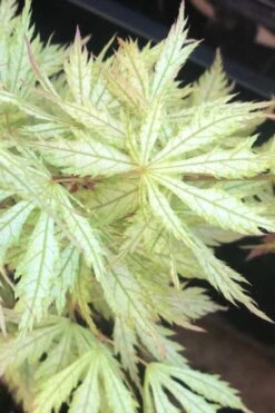 Sister Ghost Japanese Maple - 3 Gallon Pot (3-4') -Wilson Bros Garden acer palmatum sister ghost japanese maple 12