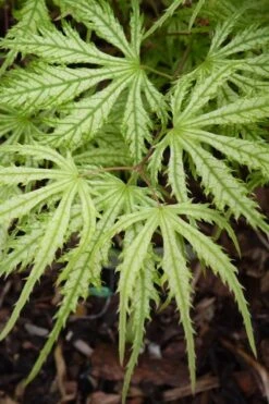 Sister Ghost Japanese Maple - 3 Gallon Pot (4-5') -Wilson Bros Garden acer palmatum sister ghost japanese maple 14 1