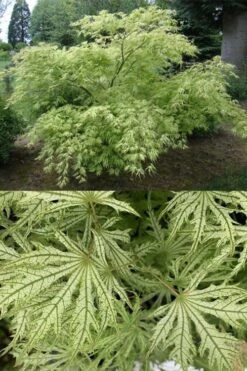 Sister Ghost Japanese Maple - 3 Gallon Pot (4-5') -Wilson Bros Garden acer palmatum sister ghost japanese maple 5 1