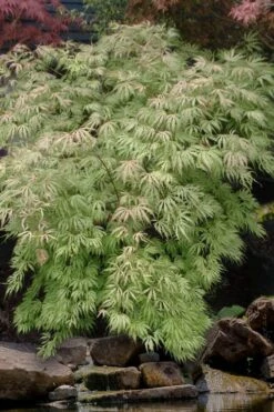 Sister Ghost Japanese Maple - 3 Gallon Pot (3-4') -Wilson Bros Garden acer palmatum sister ghost japanese maple 8