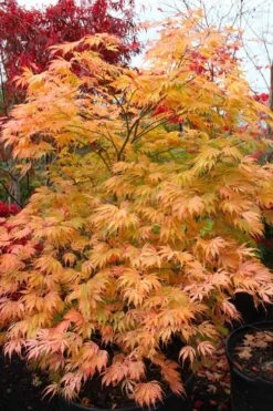 Sister Ghost Japanese Maple - 3 Gallon Pot (4-5') -Wilson Bros Garden acer palmatum sister ghost japanese maple 9 1