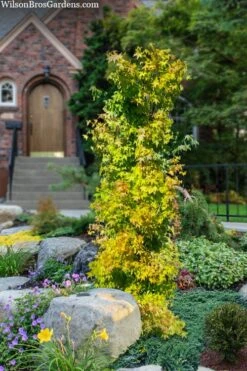 Skyscraper Columnar Japanese Maple - 1 Gallon Pot 11 Skyscraper Columnar Japanese Maple - 1 Gallon Pot -Wilson Bros Garden acer palmatum skyscraper japanese maple 4 1