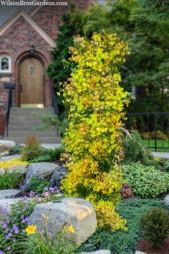 Skyscraper Columnar Japanese Maple - 2 Gallon Pot -Wilson Bros Garden acer palmatum skyscraper japanese maple 5