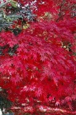Suminagashi Red Leaf Japanese Maple - 5 Gallon Pot -Wilson Bros Garden acer palmatum suminagashi japanese maple 5